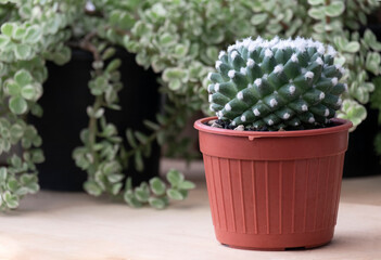 Mammillaria bucareliensis cv. ERUSAMU cactus plant in red plastic pot on wood table top background
