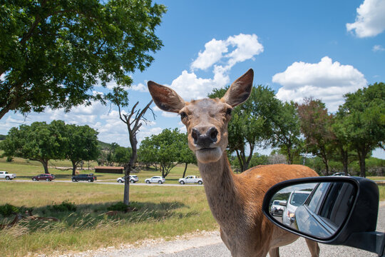 Deer Approaches Car Window