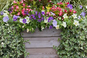 Beautiful summer flowers and ivy surrounding wood panelling with copyspace
