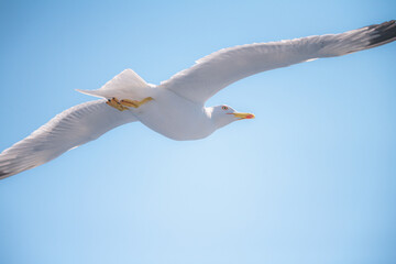 Seagul flying in the sky.