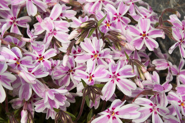 pink flowers in the garden