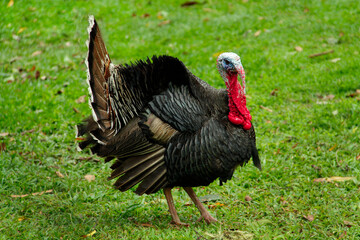 Turkey galiform bird that feeds on grains. When domesticated it can weigh up to 15kg. Traditionally used for Christmas Dinner, or Thanksgiving, as a main course.