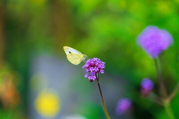 Große Kohlweißling (Pieris brassicae)