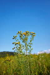 Fototapeta premium Hypericum perforatum