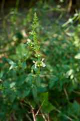 Stachys recta