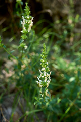 Stachys recta