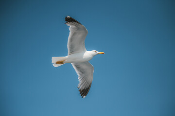 Seagul flying in the sky.
