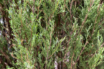 Background from branches of evergreen tree cypress. Cupressus sempervirens, Mediterranean cypress