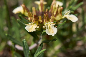 Teucrium montanum