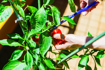 マンションのバルコニーの家庭菜園で赤ピーマン（パプリカ）を収穫する【夏のイメージ】