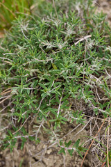 Teucrium montanum