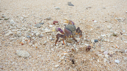 sea ​​male crab has large and small claws