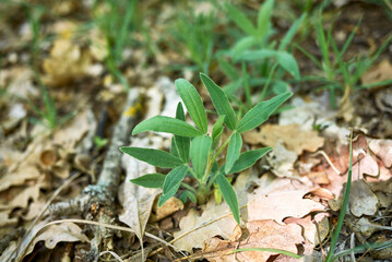 Trifolium alpestre