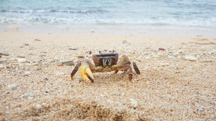 sea ​​male crab has large and small claws