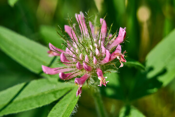 Trifolium alpestre