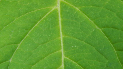 Fototapeta na wymiar blackberry leaf texture