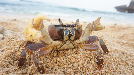 sea ​​male crab has large and small claws
