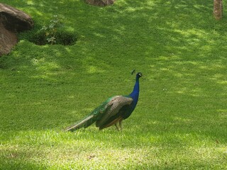 peacock in the grass