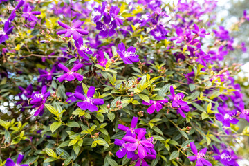 Purple Glory Flower with a lot of bloom in peek season 