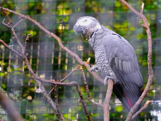 Obraz premium Parrot in the cage. Animal in captivity looking through the bars of a cage in the zoo. Animal behind cage in zoo. Cool for illustrations about animal rights. 