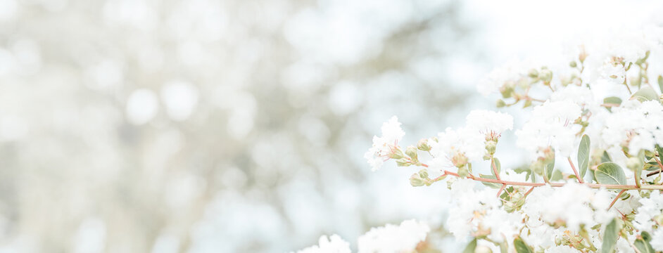 Floral template with white flowers from the south, Web banner With Copy Space