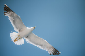 Obraz premium Seagul flying in the sky.