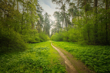 Fototapeta na wymiar Scenic view in beautiful spring forest with green grass and bushes around the path, trees and small road, leading far away, spring nature reserve landscape