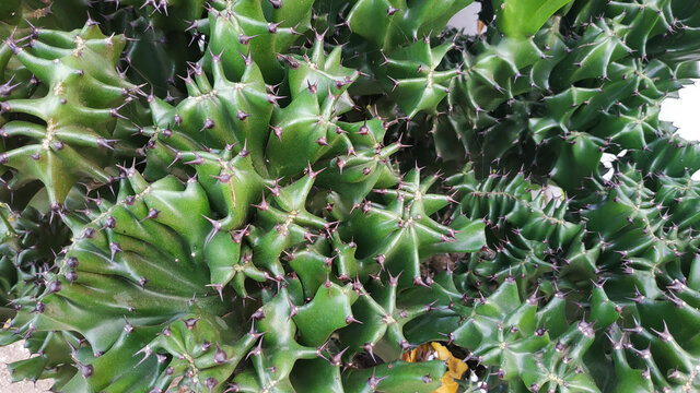 Beautiful monadenium cactus guentheri in park