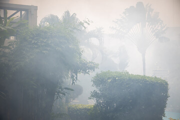 fire in the rainforest. palm trees in smoke