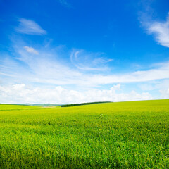 Obraz premium Wheat field and blue sky. Agricultural landscape.