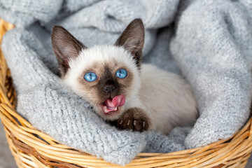 Cute siamese kitten