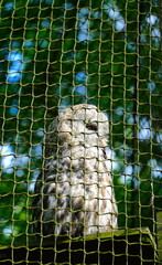 Owl in the cage. Animal in captivity looking through the bars of a cage in the zoo. Animal behind cage in zoo. Cool for illustrations about animal rights.