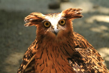 Jambul