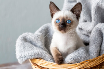 Cute siamese kitten © Esin Deniz