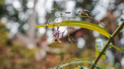 Biene beim bestäuben