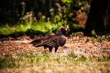 Turkey Vulture stands in the grass