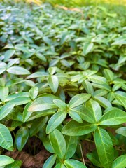 Closeup patch of greenery