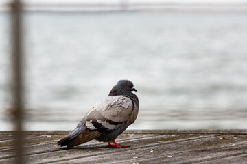 one pigeon sitting on dock by bay