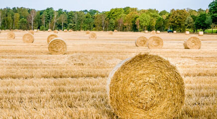 Field of straw  bales with a forest in the background at a summer day. Germany, Niedersachsen