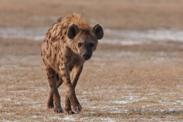 Spotted Hyena in the wild (Crocuta crotuta)