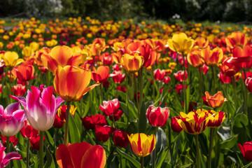 red and yellow tulips