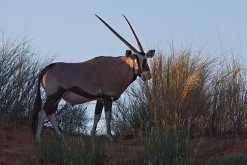 Gemsbuck in the desert (Oryx gazelle)