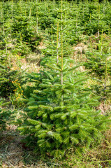 Young spruce trees in the christmas trees farm on a summer day