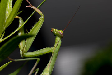 Naklejka premium praying mantis on green leaf