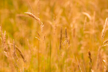 Fototapeta premium Long grass on hot summer day