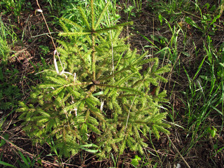 green moss on the ground