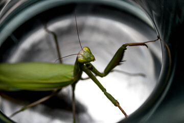 green praying mantis