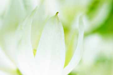 Obraz premium The unfocused blur white flower petals, abstract light green nature background. The pastel and soft flower shot was made close-up.