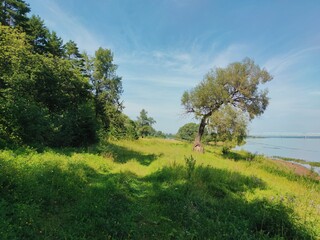 Fototapeta premium coastal landscape with green grass and trees against the blue sky on a sunny day