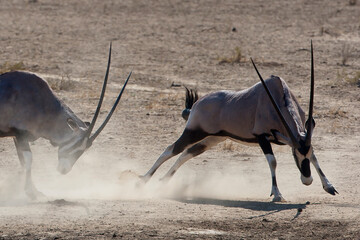 Fighting Gemsbuck in the desert (Oryx gazelle)